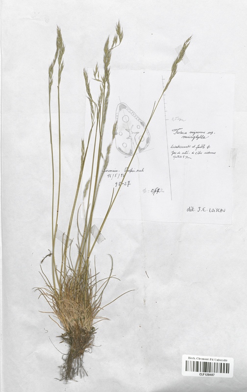 Festuca nigrescens microphylla (Poaceae)
