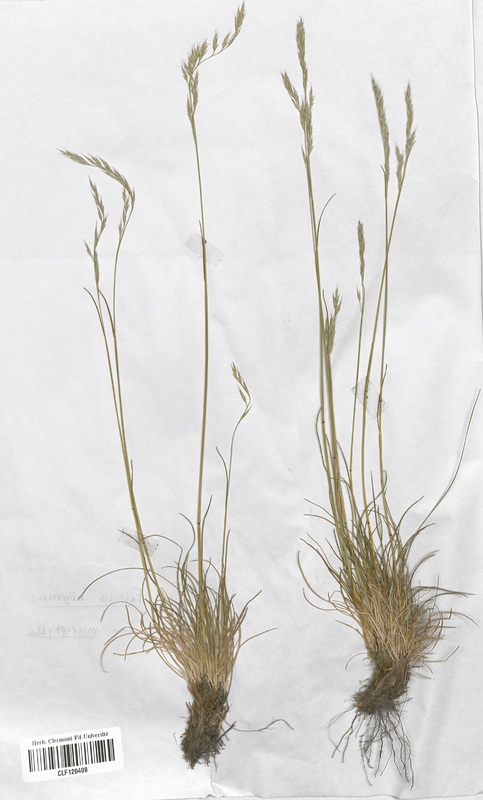 Festuca nigrescens microphylla (Poaceae)