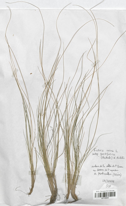 Festuca ovina guestfalica (Poaceae)