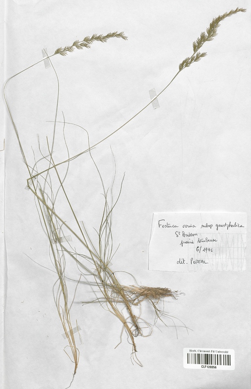 Festuca ovina guestfalica (Poaceae)
