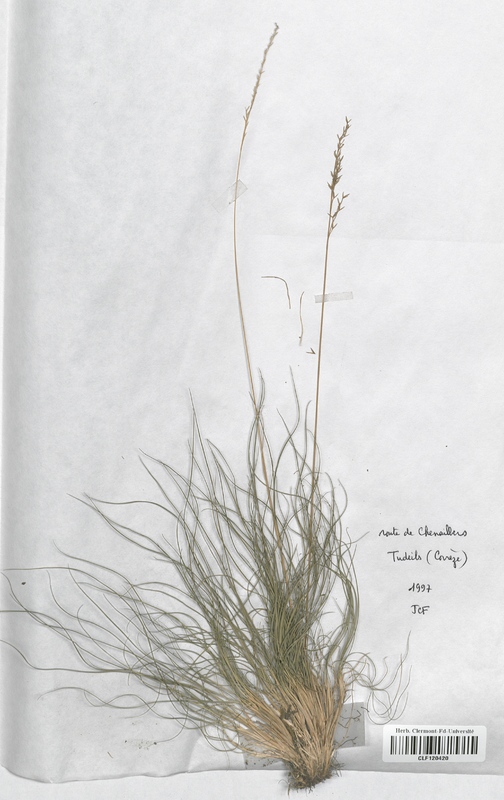 Festuca ovina guestfalica (Poaceae)