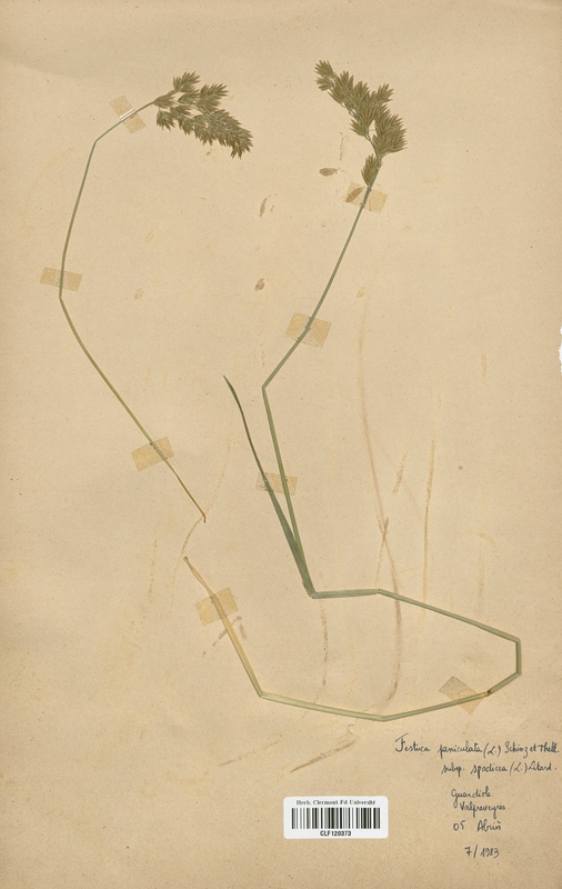 Festuca paniculata (Poaceae)