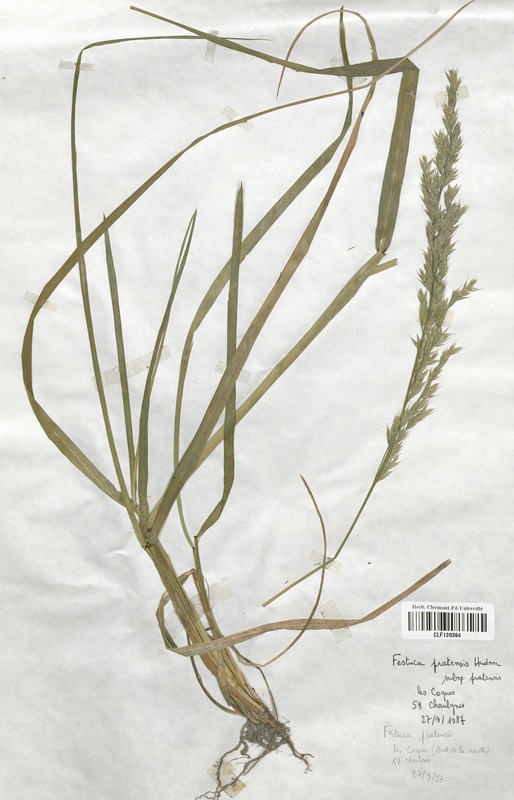 Festuca pratensis (Poaceae)