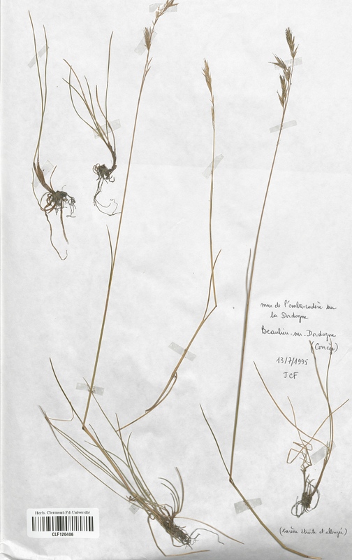 Festuca rivularis (Poaceae)