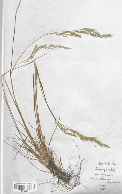 Festuca rubra (Poaceae)