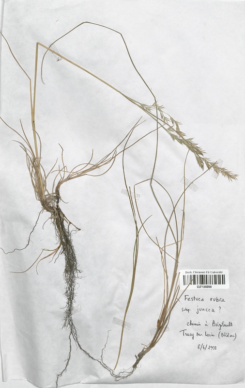 Festuca rubra juncea (Poaceae)