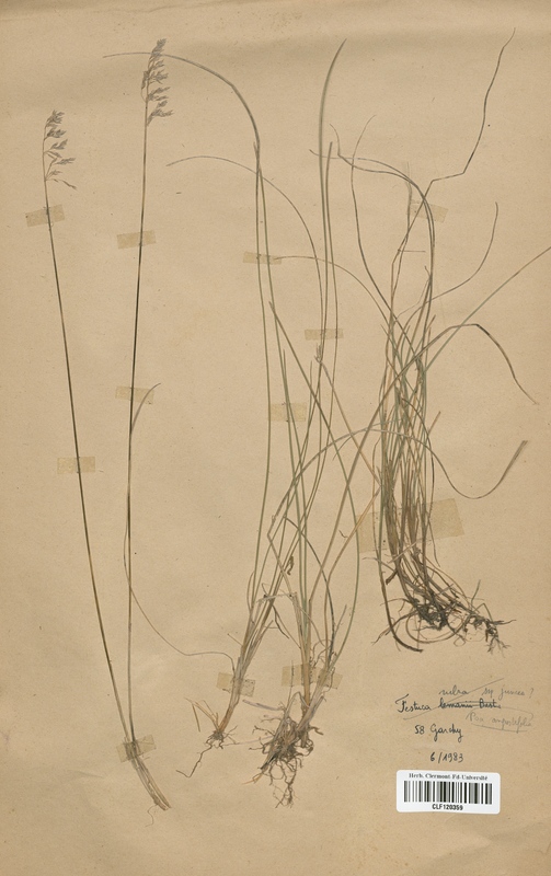 Festuca rubra juncea (Poaceae)