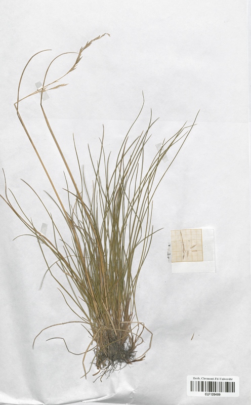 Festuca rubra juncea (Poaceae)