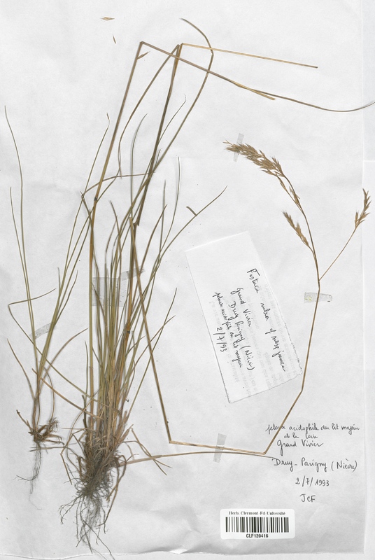 Festuca rubra juncea (Poaceae)