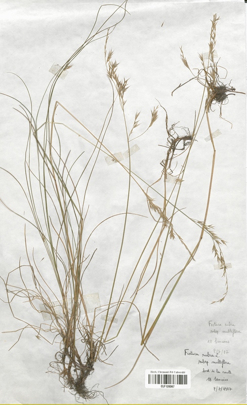 Festuca rubra multiflora (Poaceae)