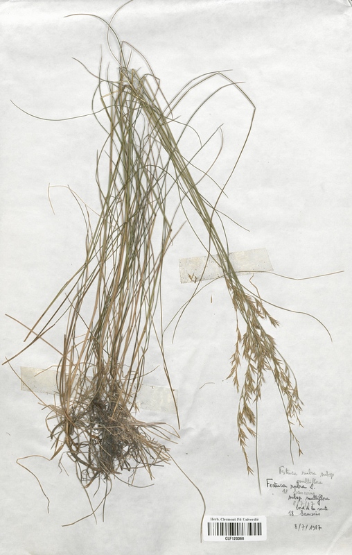 Festuca rubra multiflora (Poaceae)
