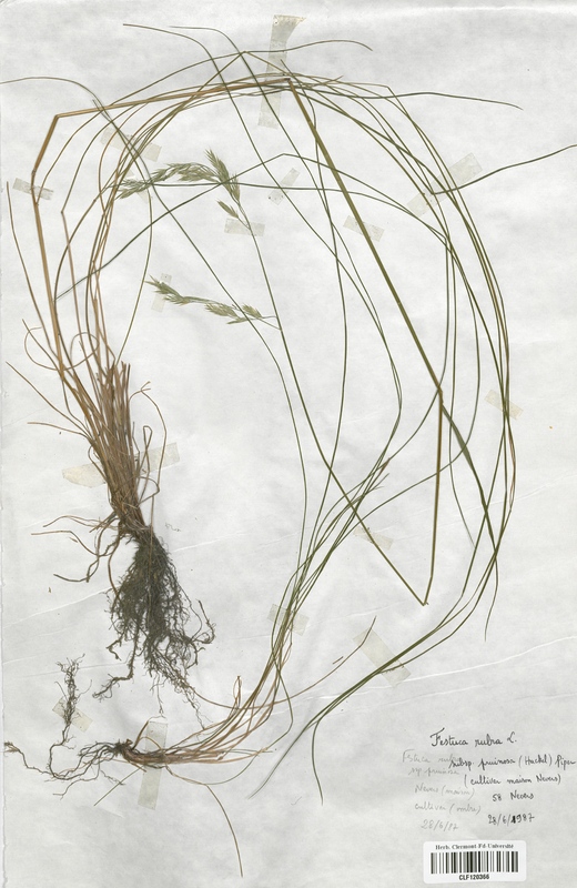 Festuca rubra pruinosa (Poaceae)