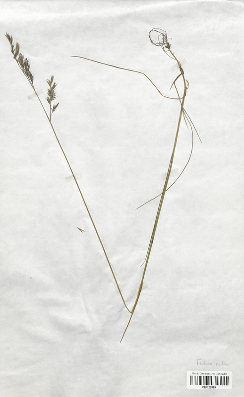 Festuca rubra rubra (Poaceae)