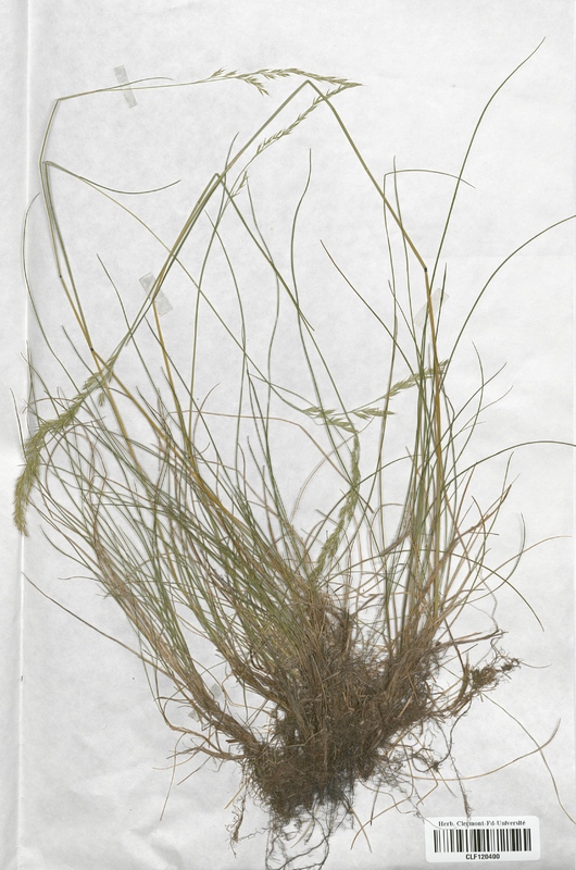 Festuca rubra rubra (Poaceae)