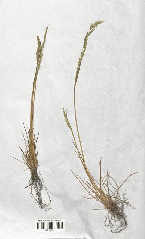Festuca rubra rubra (Poaceae)