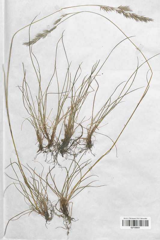 Festuca rubra rubra (Poaceae)