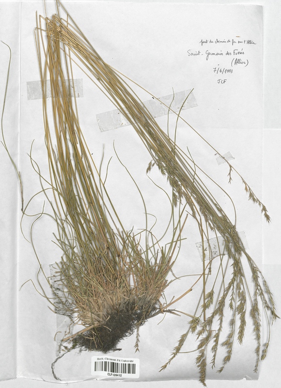 Festuca stricta trachyphylla (Poaceae)