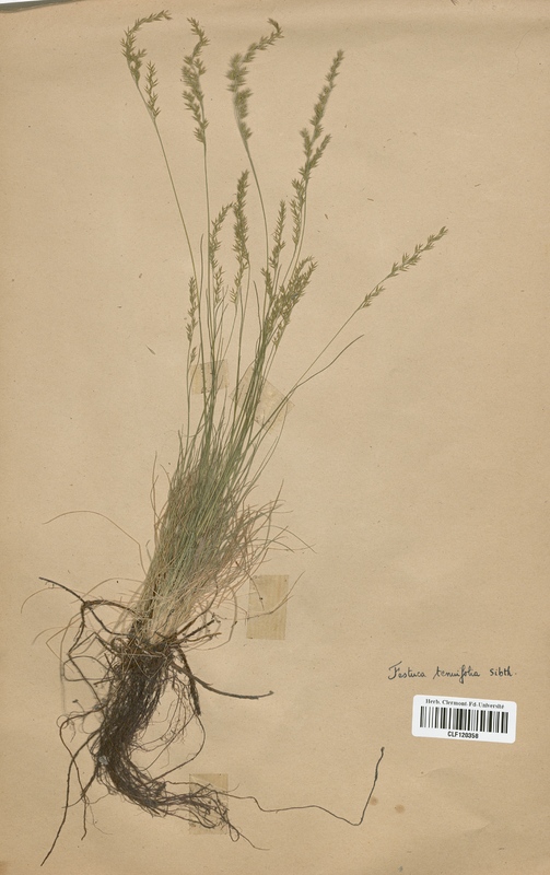 Festuca tenuifolia (Poaceae)