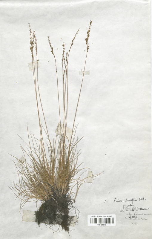 Festuca tenuifolia (Poaceae)