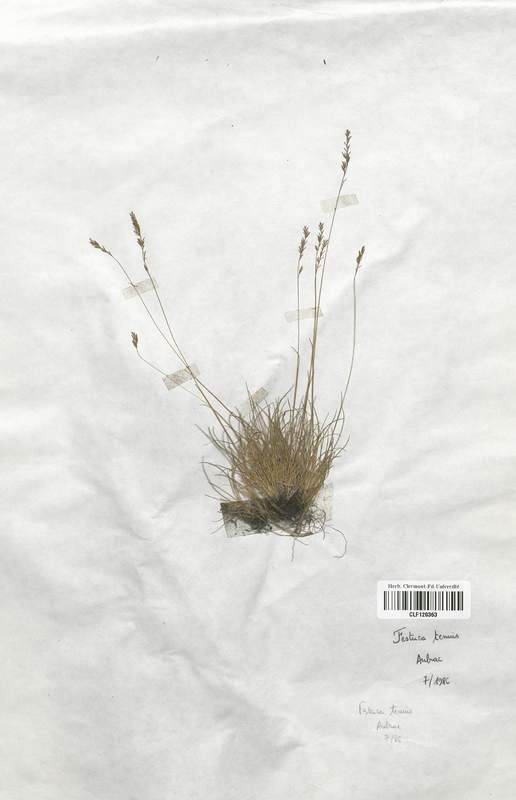 Festuca tenuis (Poaceae)