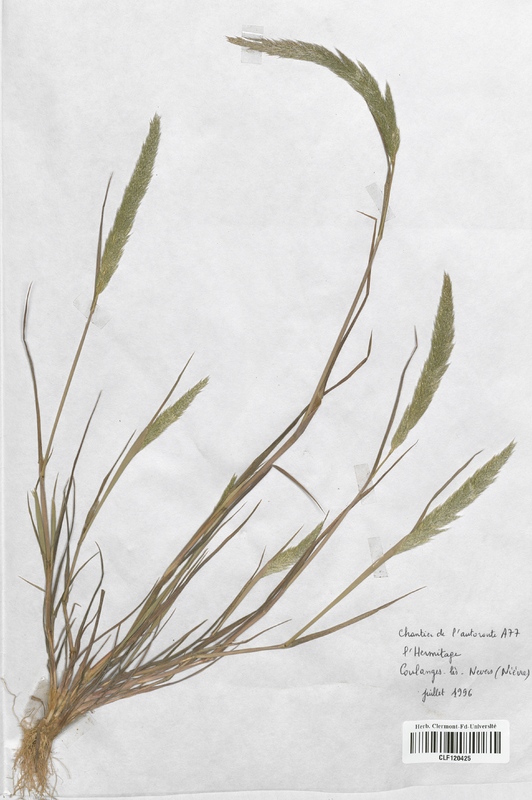 Gastridium lendigerum (Poaceae)