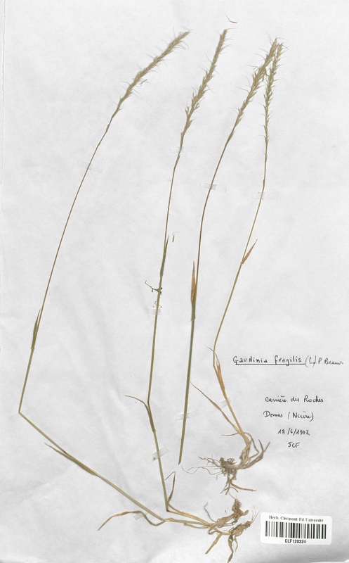 Gaudinia fragilis (Poaceae)
