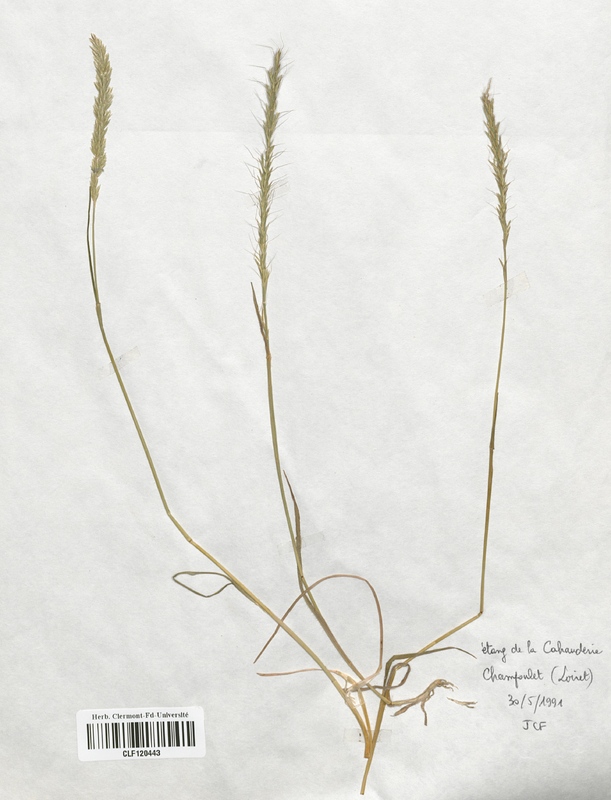 Gaudinia fragilis (Poaceae)