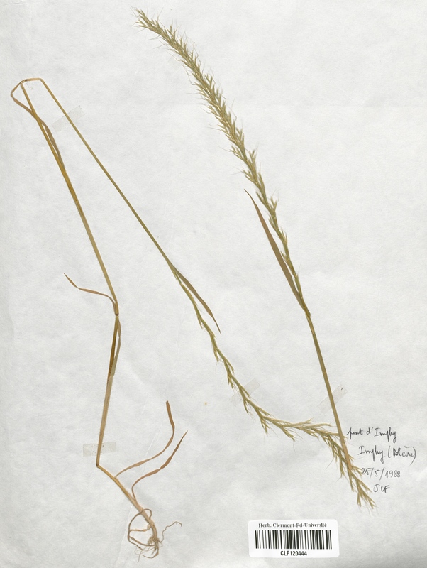 Gaudinia fragilis (Poaceae)