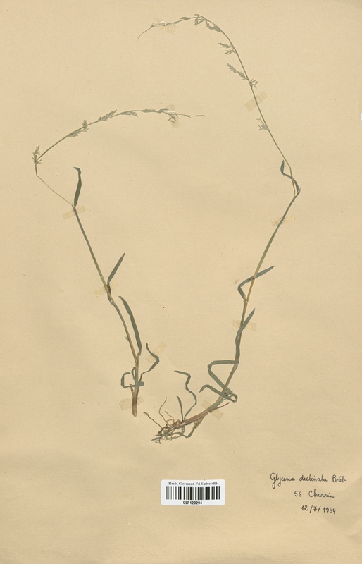 Glyceria declinata (Poaceae)