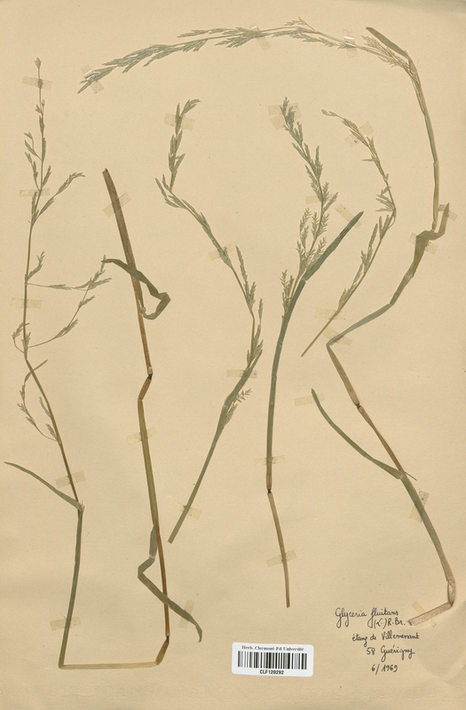 Glyceria fluitans (Poaceae)