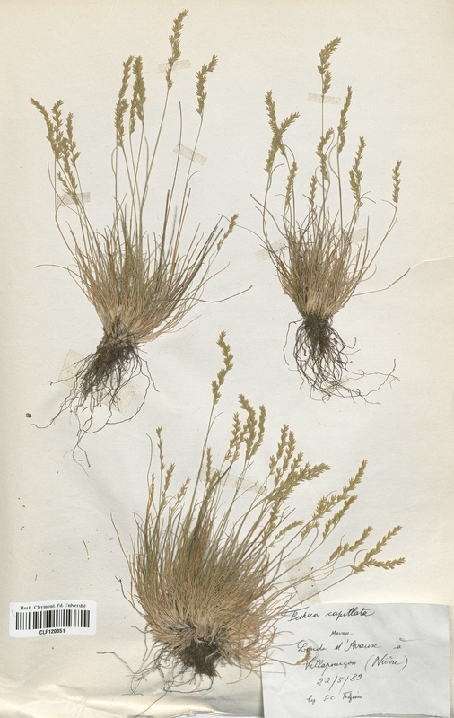 Koeleria alpicola (Poaceae)