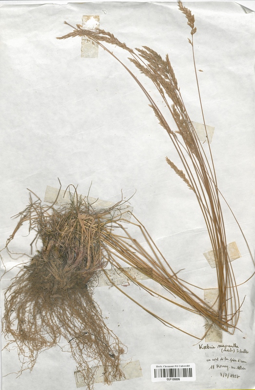Koeleria macrantha (Poaceae)