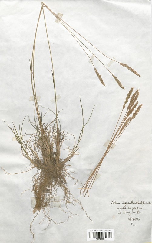 Koeleria macrantha (Poaceae)