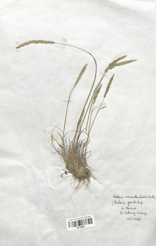 Koeleria macrantha (Poaceae)