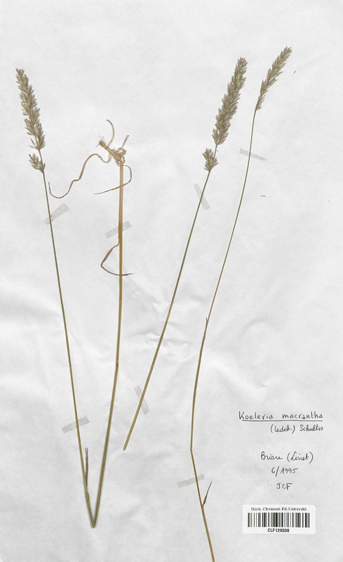 Koeleria macrantha (Poaceae)