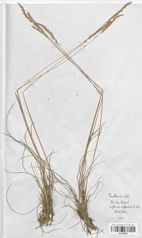 Koeleria macrantha (Poaceae)