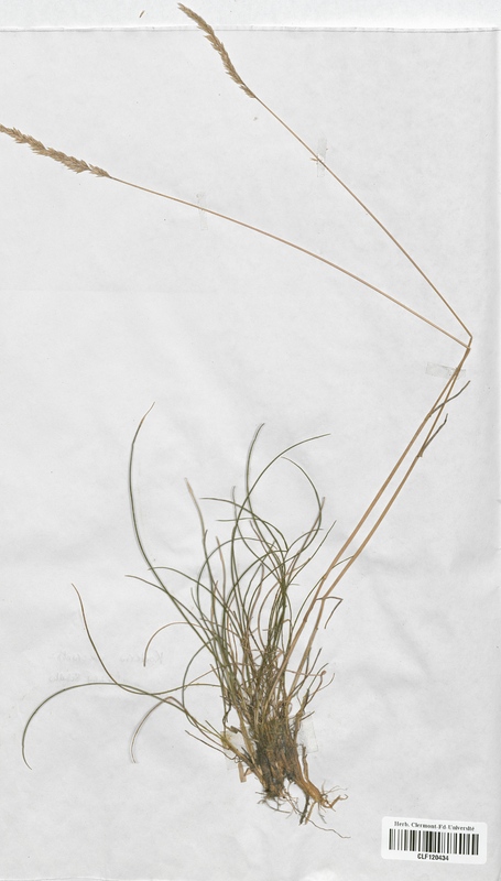 Koeleria macrantha (Poaceae)