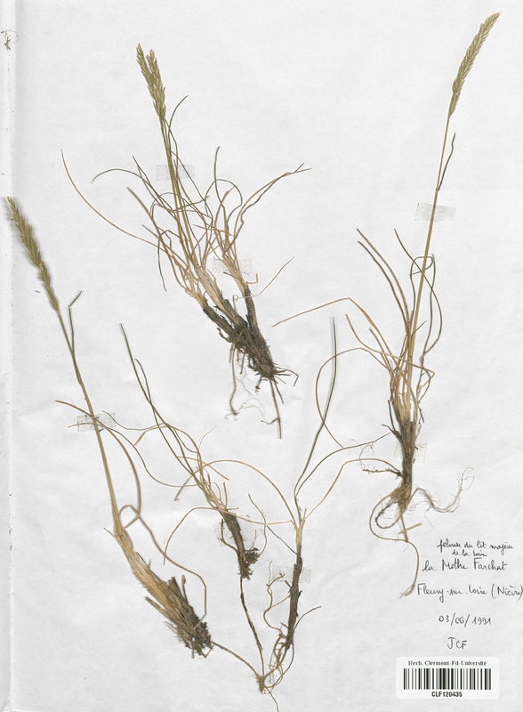 Koeleria macrantha (Poaceae)