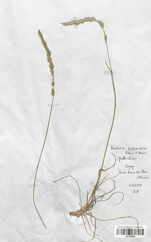 Koeleria pyramidata (Poaceae)