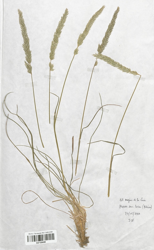 Koeleria pyramidata (Poaceae)