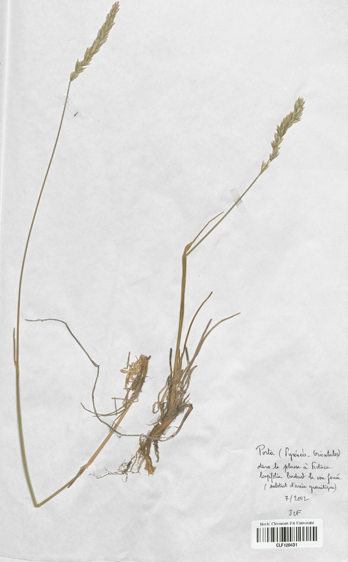 Koeleria pyramidata (Poaceae)