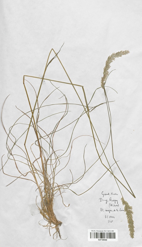Koeleria pyramidata (Poaceae)