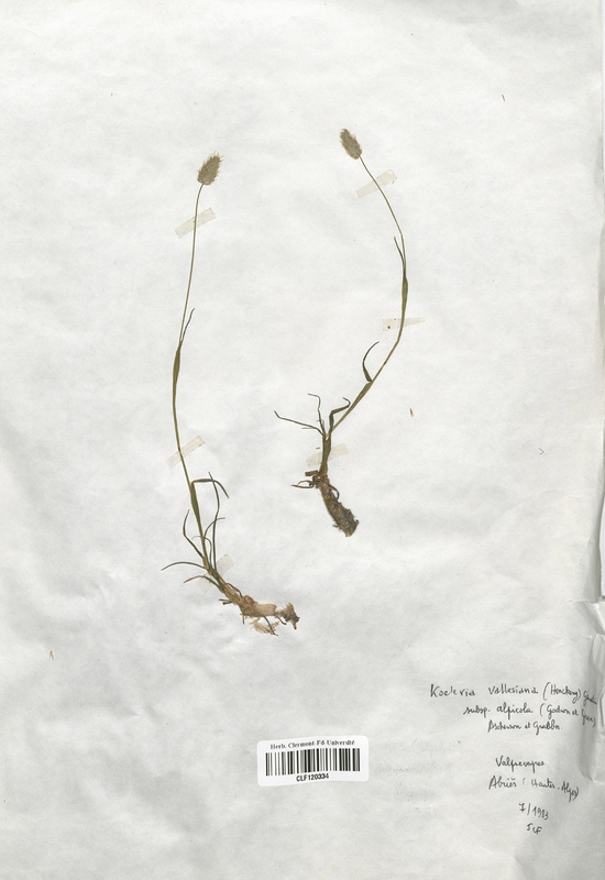 Koeleria vallesiana (Poaceae)
