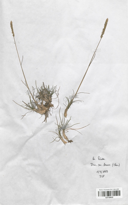 Koeleria vallesiana (Poaceae)
