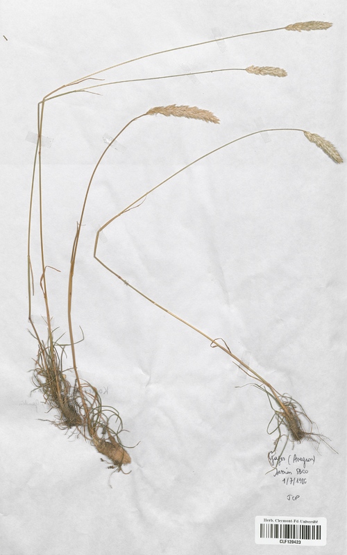 Koeleria vallesiana (Poaceae)