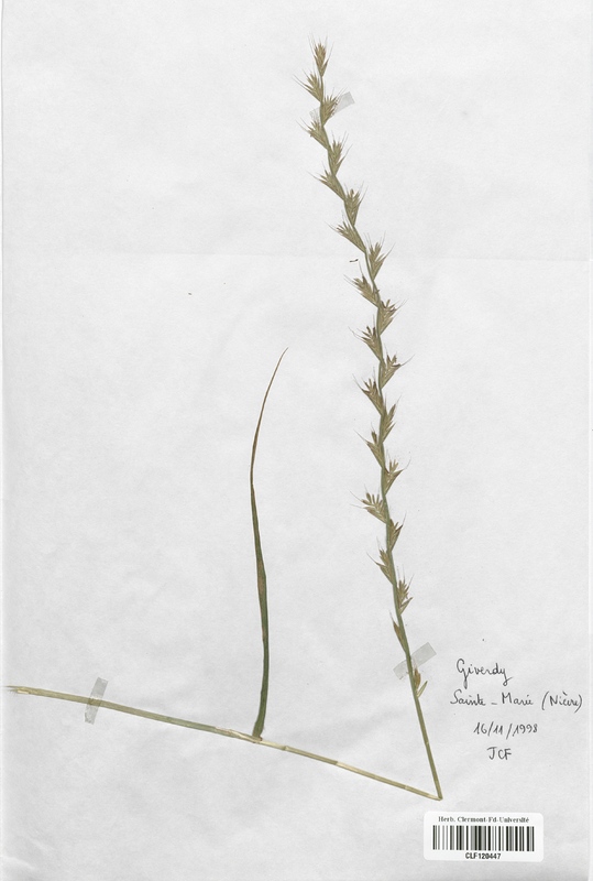 Lolium multiflorum (Poaceae)