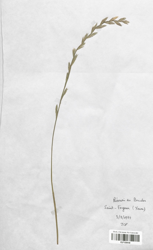 Lolium rigidum (Poaceae)