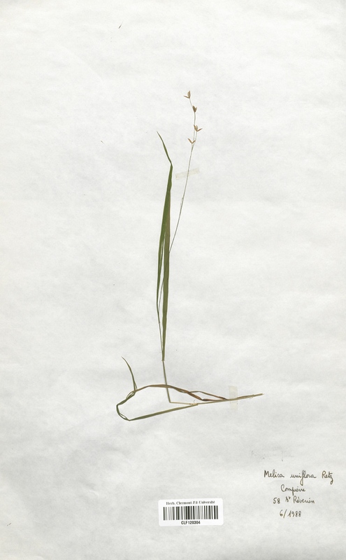 Melica uniflora (Poaceae)