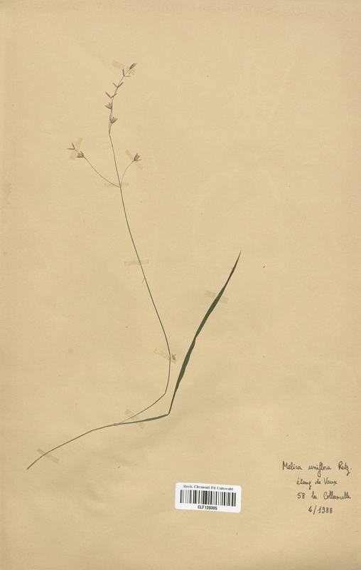 Melica uniflora (Poaceae)