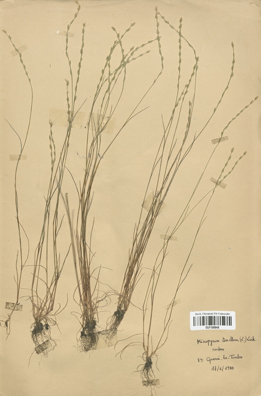 Micropyrum tenellum (Poaceae)